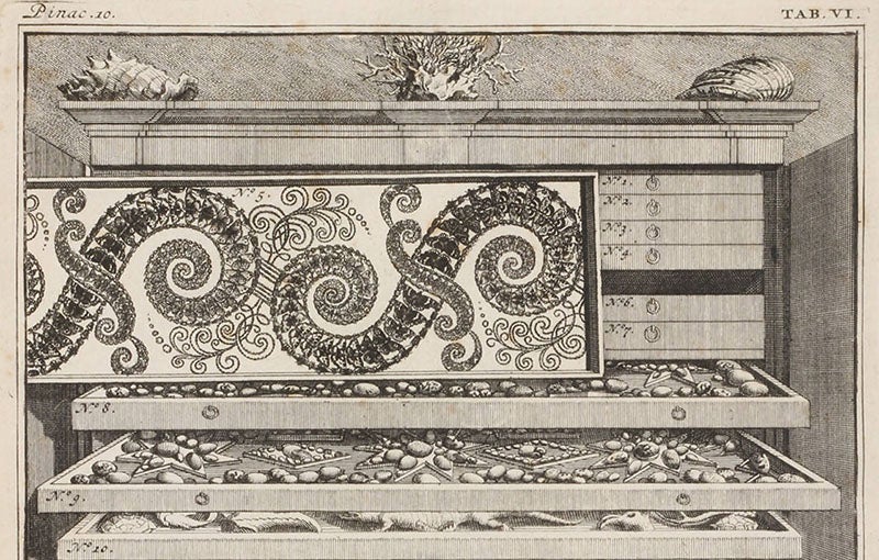 Detail of the second image; the pattern in drawer 5 of cabinet 10 is made entirely of butterflies and other insects; from Levinus Vincent, Elenchus, 1719 (Linda Hall Library)