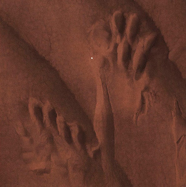 Two fossil footprints in sandstone, detail of our fifth image, in Isaac Lea, <i>Fossil Foot-marks in the Red Sandstone of Pottsville, Pa.</i>, 1855 (Linda Hall Library)

