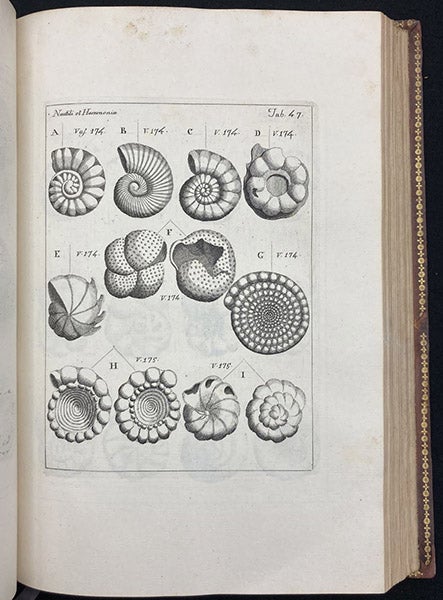 Living microscopic ammonites, engraving, Testaceographiae ac zoophytographiae parvae et microscopicae, by Ambrogio Soldani, vol. 1, plate 47, 1789 (Linda Hall Library)