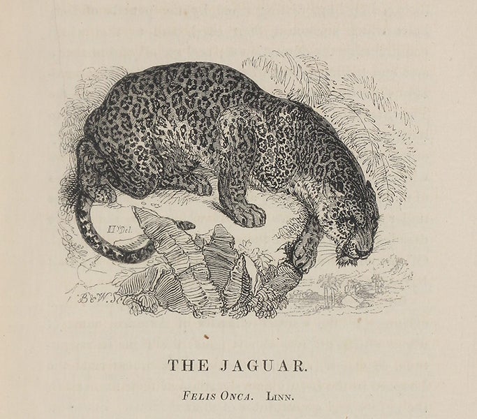 Jaguar, wood engraving by William Harvey, in Edward Bennett, The Tower Menagerie, 1829 (Linda Hall Library)