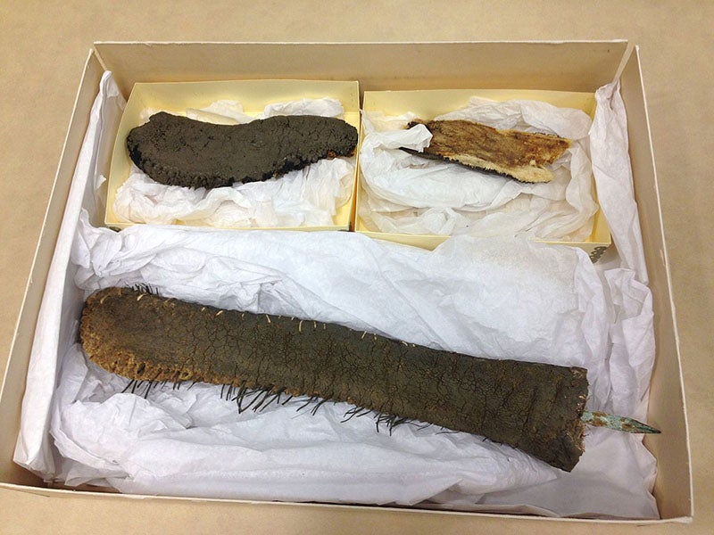 The tail of Jumbo, removed before Jumbo was destroyed by fire in 1975, and preserved in the Tufts University Archives (Wikimedia commons)