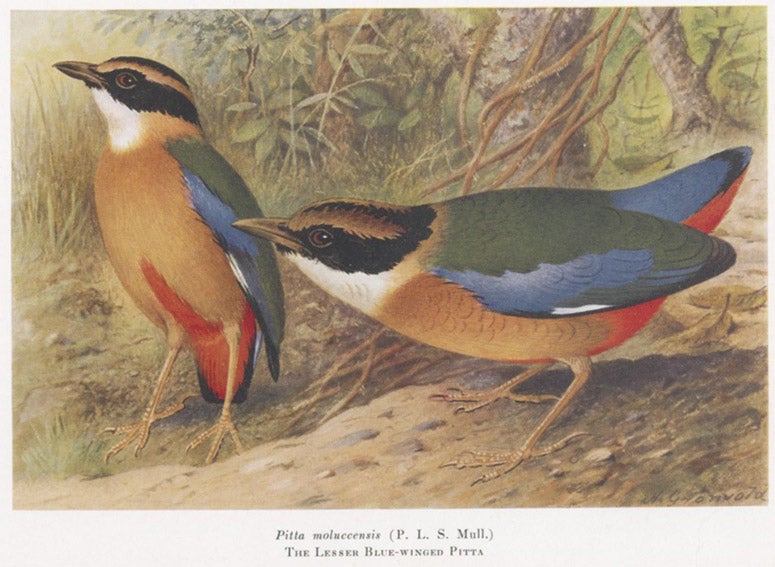 Blue-winged pitta, drawn by Henrik Grønvold, cropped to margins, in The Birds of the Malay Peninsula, by Herbert C. Robinson, vol. 1, plate 14, 1927 (Linda Hall Library)