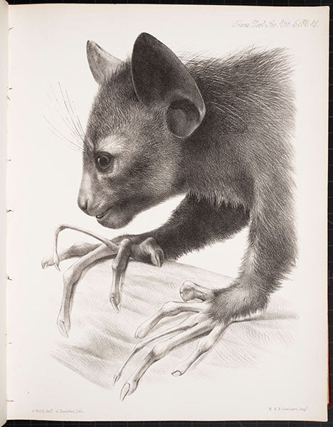 Head of aye-aye in profile, lithograph by Joseph Wolf, in  “On the Aye-aye …,” by Richard Owen, Transactions of the Zoological Society of London, vol. 5, plate 18, 1866 (Linda Hall Library)