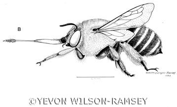 Anegilla cupersis, an Iris family pollinator. Drawn in 1997, this ink drawing is 11.5" x 9.75". The scale line appearing below the insect represents a length of 5 millimeters.