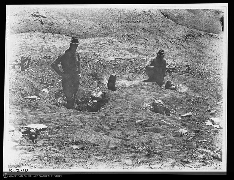 Lower parts of the four legs of a Baluchiterium (a brontothere) found by Walter Granger in Mongolia, photograph, 1923, American Museum of Natural History Archives. Andrews is on the left, Granger on the right (images.libary.amnh.org)