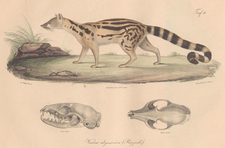 Viverra abyssinica (Abyssinian genet), hand-colored lithograph, cropped, Neue Wirbelthiere zu der Fauna von Abyssinien, by Eduard Rüppell, [v. 1] Säugethiere, plate 11, 1835 (Linda Hall Library)