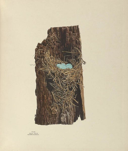 Eastern bluebird nest and eggs, drawing and lithograph by Eliza Shulze, in Illustrations of the Nests and Eggs of Birds of Ohio, 1879-86, plate 12 (Smithsonian Institution Libraries via Biodiversity Heritage Library and Wikimedia commons)