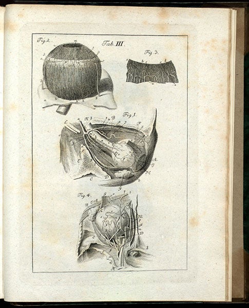 Details of a dissected human eye, engraving of drawing by Joel Paul Kaltenhofer , Gottfried Zinn, Descriptio anatomica oculi humani, plate 3, 1780, Thomas Fisher Rare Book Library, University of Toronto (anatomia.library.utoronto.ca)