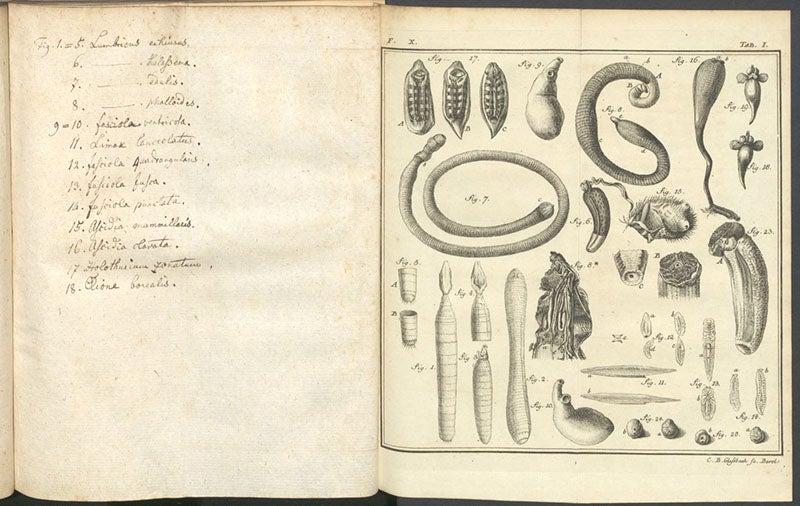 Various invertebrates and zoophytes, including liver flukes at bottom right, engraving in Spicilegia zoologica, by Peter Simon Pallas, vol. 3, fasc. 10, plate 1, 1774 (Linda Hall Library)