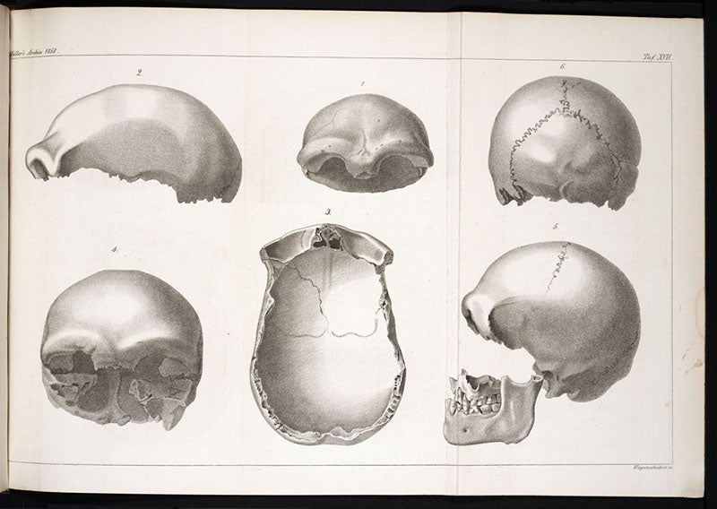 Various views of the skullcap of Neanderthal 1, found 1856, engraved plate in Hermann Schaaffhausen, “Zur Kenntniss der ältesten Rassenschädel,” <i>Archiv fur Anatomie, Physiologie und Wissenschaftliche Medicin</i>, vol. 25, 1858 (Linda Hall Library)