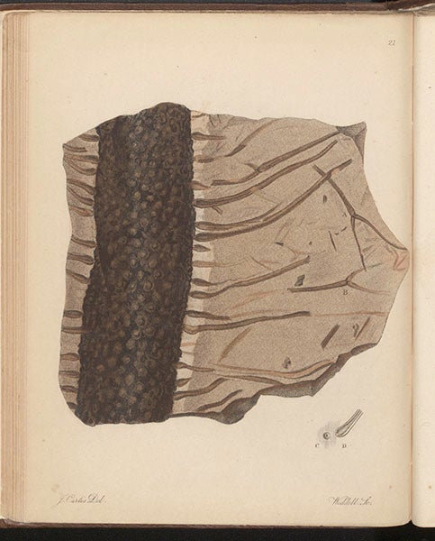 “Ficoid sigmaria,” a fossil trunk with roots, from a Yorkshire colliery, engraving in A Pictorial Atlas of Fossil Remains, by Gideon Mantell, plate 21, 1850 (Linda Hall Library)
