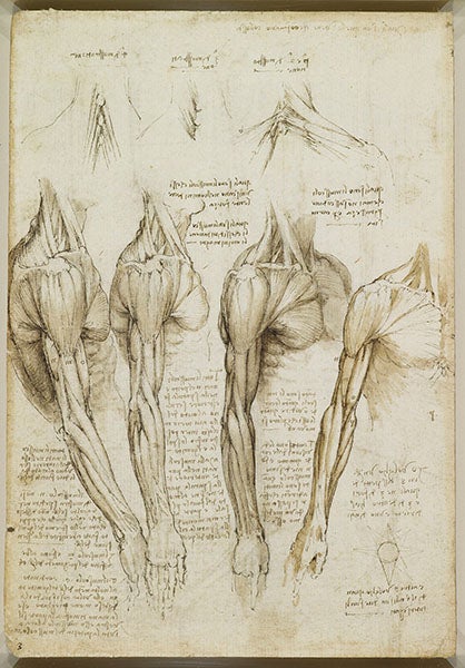 Four studies of the muscles of the shoulder and arm; black chalk, pen and ink, wash on paper; by Leonardo da Vinci, ca 1510-11, no 919008, Royal Library at Windsor.