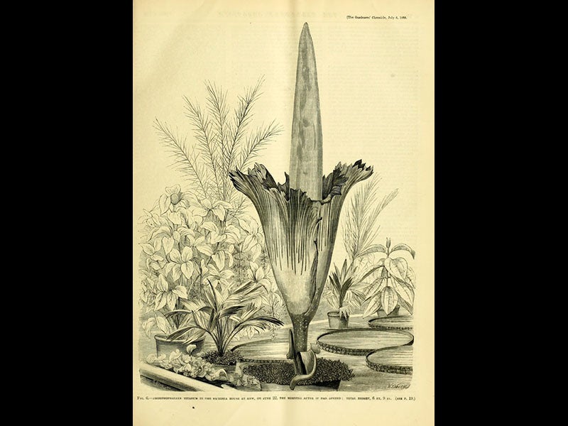 Gardeners’ Chronicle (1889), UMass Amherst Libraries