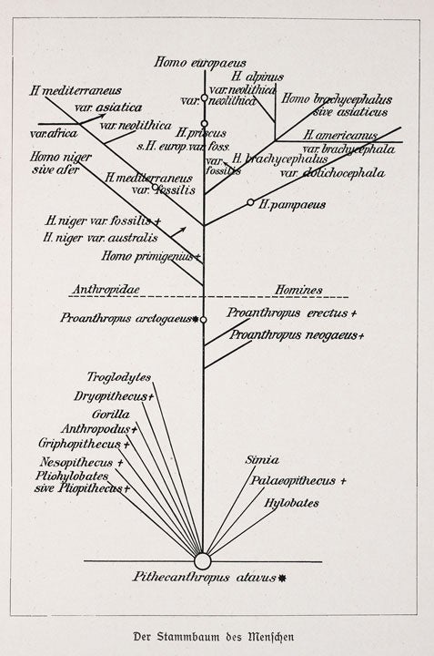 Human family tree. Image source: Wilser, Ludwig. Leben und Heimat des Urmenschen. Leipzig: Verlag von Theod. Thomas, 1910, p. 83.