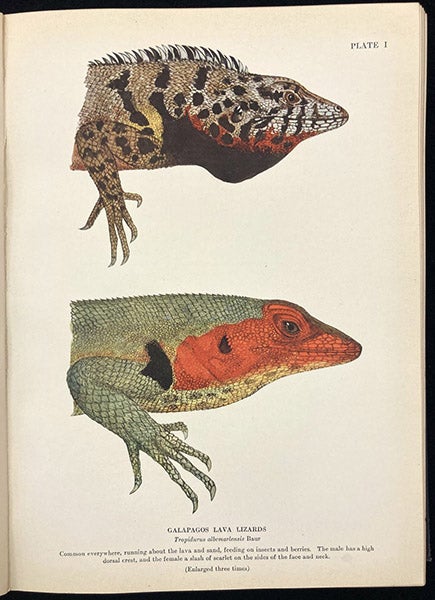 “Galápagos lava lizards,” drawn by Isabel Cooper, color plate in Galápagos: World’s End, by William Beebe, p. 78, 1924 (The Linda Hall)