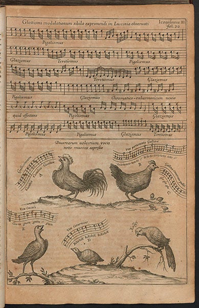 The songs of a nightingale, cock, hen, cuckoo, quail, and parrot, engraving, from Athanasius Kircher, Musurgia universalis, 1650 (Linda Hall Library)