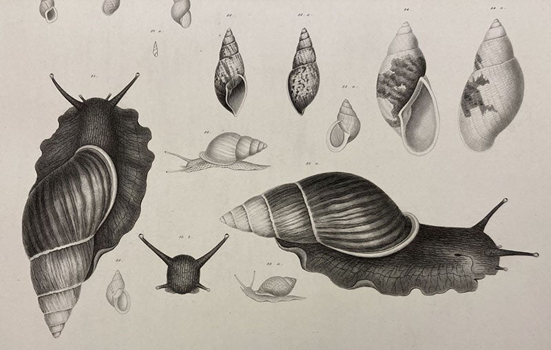 Two Bulimus snails, detail of an engraving,  Mollusca & Shells, by Augustus A. Gould  (vol. 12 of United States Exploring Expedition publications), Atlas vol. plate 6, 1856 (Linda Hall Library)