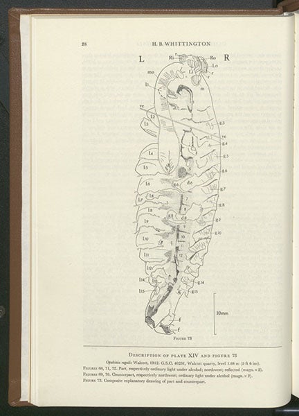 A drawing of one of the Opabinia fossils in third image, Harry Whittington, “The enigmatic animal Opabinia regalis…,” Philosophical Transactions of the Royal Society of London, ser. B, vol. 271, 1875 (Linda Hall Library)