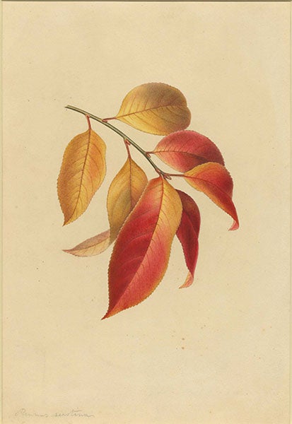Prunus serotina (black cherry) leaves in fall coloration, watercolor by Isaac Spague, undated, Boston Athenaeum (cdm.bostonathenaeum.org