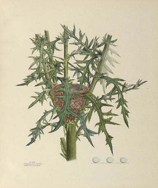 Goldfinch nest and eggs, drawing and lithograph by Virginia Jones, in Illustrations of the Nests and Eggs of Birds of Ohio, 1879-86, plate 43 (Smithsonian Institution Libraries via Biodiversity Heritage Library and Wikimedia commons)