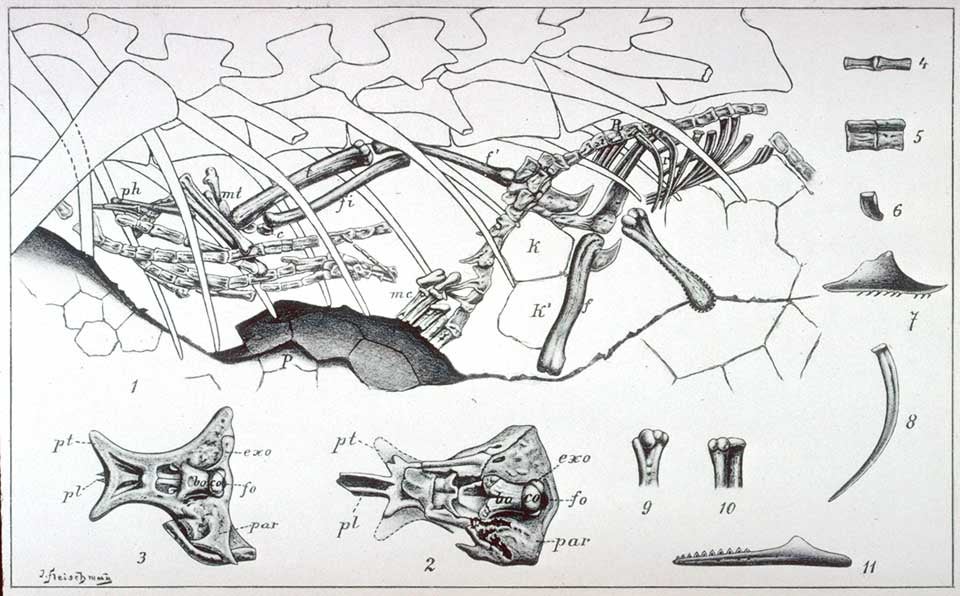 View of the so-called “Embryos of Compsognathus". This work is part of our History of Science Collection, but it was NOT included in the original exhibition. Image source: Nopcsa, Baron F. "Neues ueber Compsognathus," in: Neues Jahrbuch fur Mineralogie, Geologie und Palaeontologie (Stuttgart), vol. 16 (1903), tab. 17.