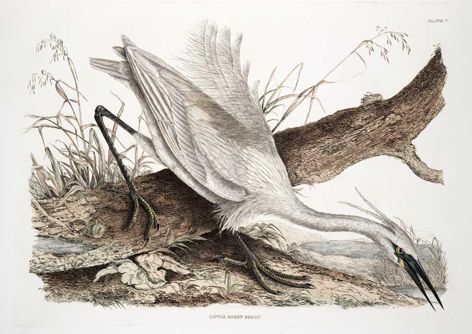 Little Egret Heron. Image source: Selby, Prideaux John (1788-1867). Illustrations of British Ornithology. Album, vol. 2, Edinburgh: Printed for the proprietor, and pub. by W.H. Lizars, 1833, pl. 5.