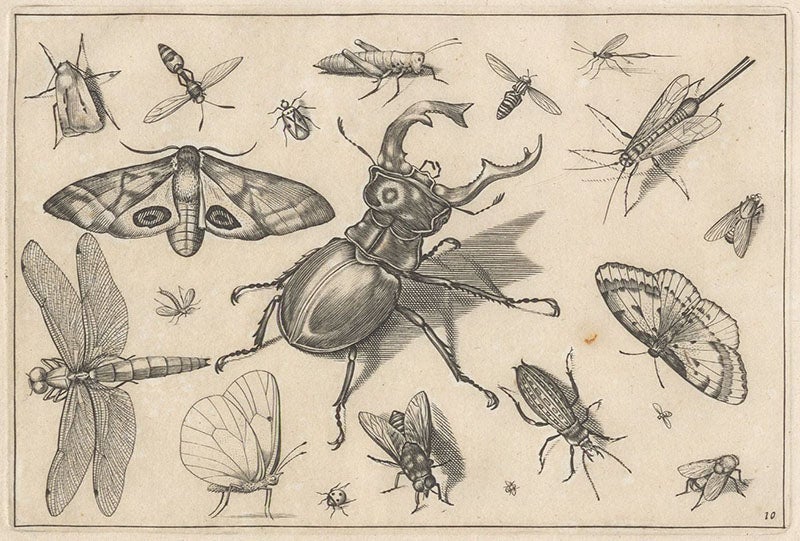Scarab beetle after Albrecht Dürer, with butterflies, dragonfly, and other insects, engraving in Diversae insectarum volatilium icones ad vivum accuratissime depictae, by Jacob Hoefnagel, plate 10, 1630 (Linda Hall Library)