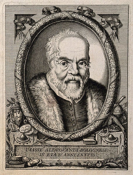 Portrait of Ulisse Aldrovandi, engraving, 18th century, Wellcome Collection (wellcomecollection.org)