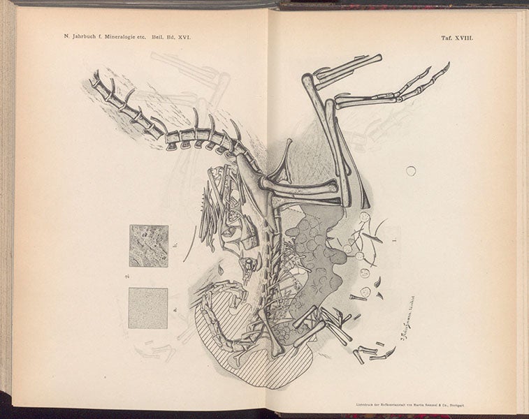 Compsagnatus longipes skeleton as found, copy by Franz Nopcsa of the plate published by Andreas Wagner in 1861, lithograph in "Neues ueber Compsognathus," Neues Jahrbuch fur Mineralogie, Geologie und Palaeontologie, vol. 16, 1903 (Linda Hall Library)