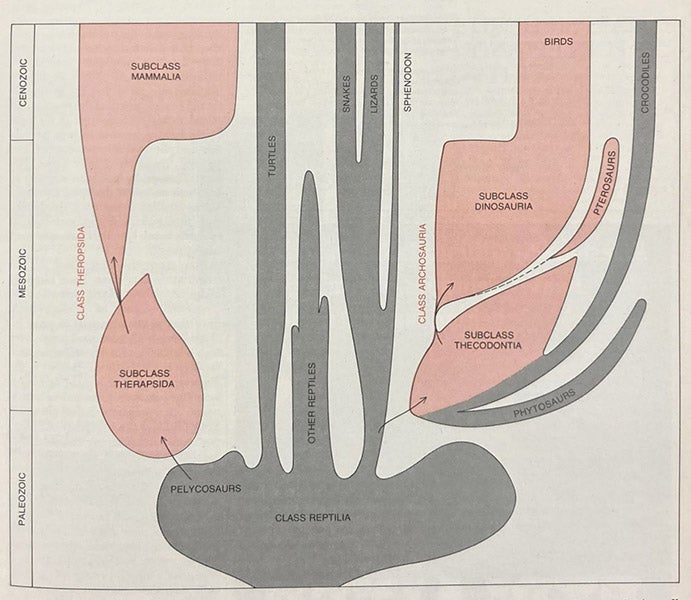 Spindle diagram of vertebrate evolution, with warm-blooded animals (endotherms) in red, including dinosaurs, birds, and mammals, “Dinosaur Renaissance,” by Robert T. Bakker, Scientific American, vol. 232, no. 4, April 1975, p. 77 (author’s copy)