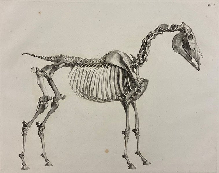 Skeleton of a horse, side view, etching by George Stubbs,  The Anatomy of the Horse, plate 1 bis, 1766 (Linda Hall Library)