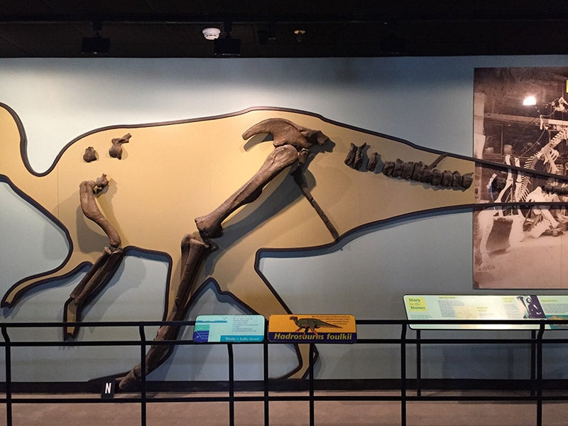 Casts of the original <i>Hadrosaurus</i> bones described by Joseph Leidy, positioned on a silhouette, Academy of Natural Sciences of Drexel University, Philadelplhia (photo by the author)