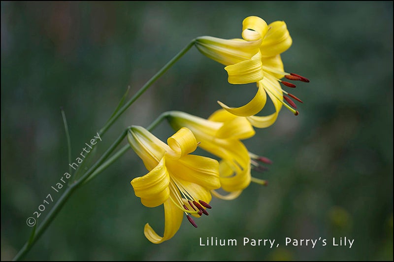 Parry’s lily, named by Sereno Watson, photo by Lara Hartley, 2017 (findagrave.com)