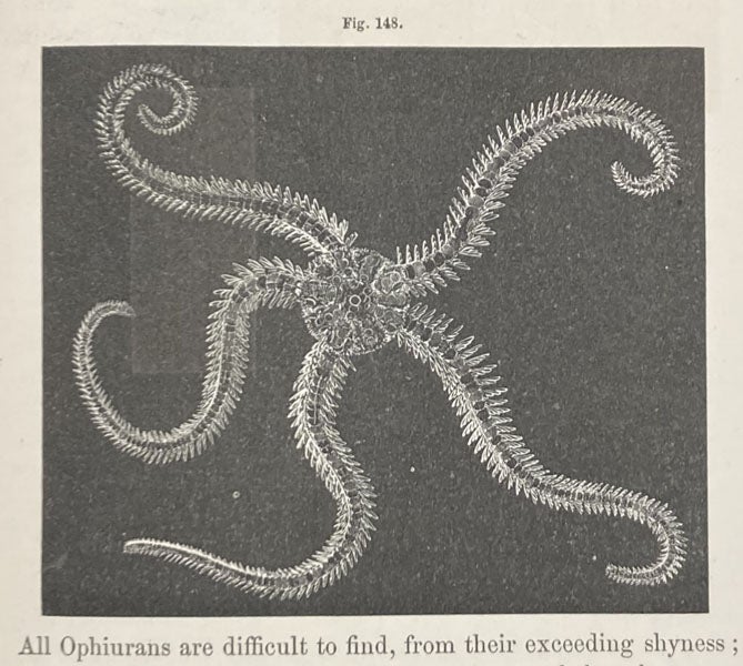A spotted Ophiopholis, a sea star, drawing by Alexander Agassiz, Seaside Studies in Natural History, by Elizabeth Agassiz and Alexander Agassiz, p. 115, fig. 148, 1865 (Linda Hall Library)