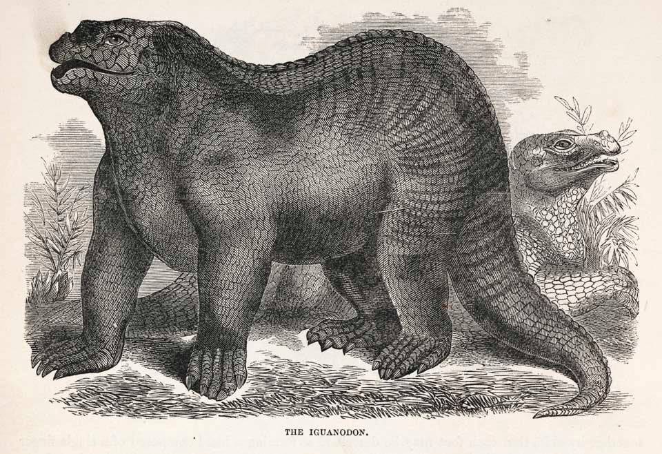The Iguanodon. This work was on display in the original exhibition as item 7. Image source: Goodrich, Samuel Griswold. Illustrated Natural History of the Animal Kingdom. Vol. 2, New York: Derby & Jackson, 1859, p. 382.