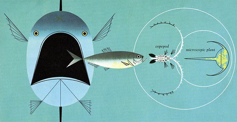 Food chain, illustration by Charley Harper, for The Giant Golden Book of Biology, by Gerald Ames and Rose Wyler, 1961 (charleyharperprints.com)