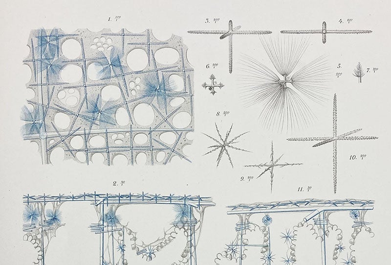 The tiny glass spicules on the silicate skin of Trichasterina borealis, detail of a chromolithograph, Fritz Schaudinn and Fritz Römer, Fauna Arctica, vol. 4, 1909 (Linda Hall Library)
