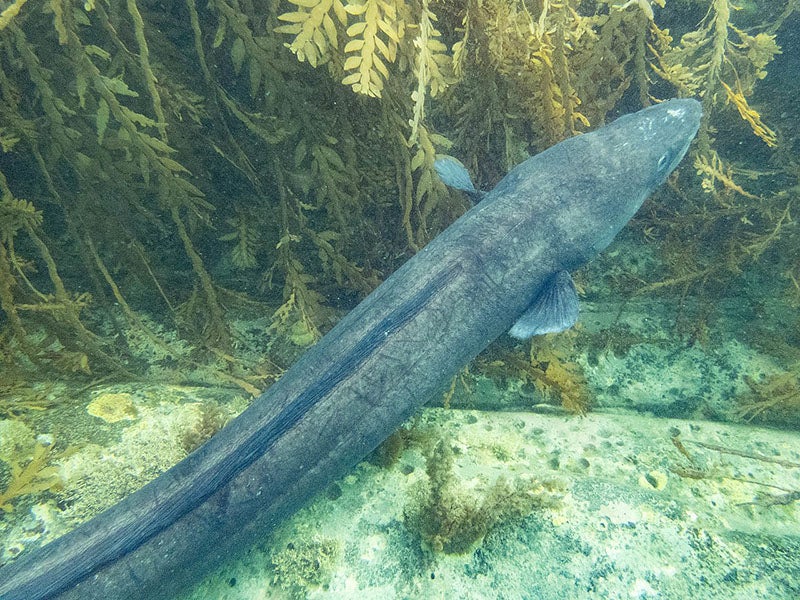 Conger verreauxi, Verreaux’s conger eel, named after Jules Verreaux by Johann von Kaup, modern photo (Wikipedia commons)