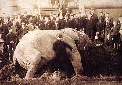 A photograph taken Sep. 16, 1885, shortly after Jumbo had been killed by a switch engine in St. Thomas, Ontario, as spectators sought to be included (Wikimedia commons)