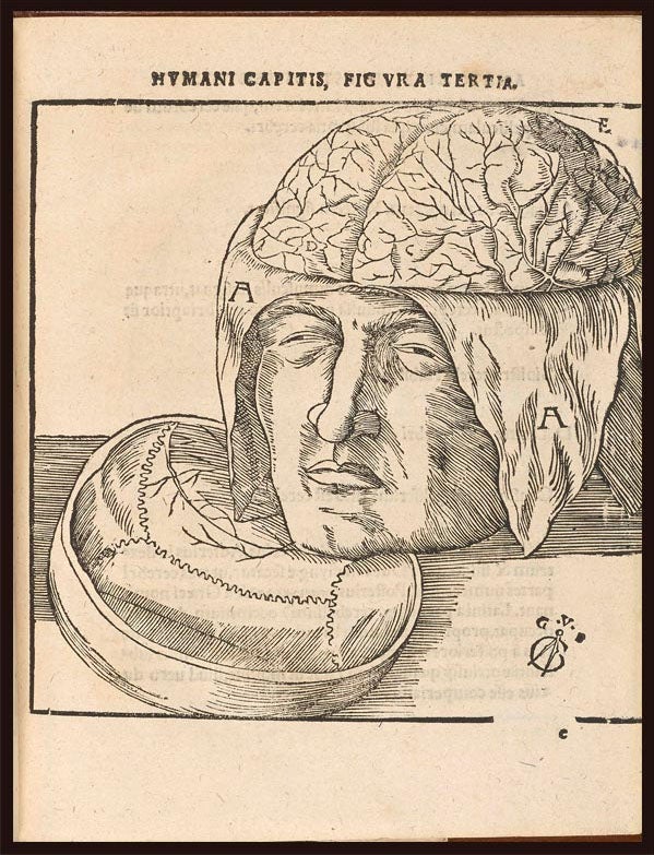 A skull with cranial cap removed to show the brain, woodcut in Johann Dryander, Anatomiae, hoc est, corporis humani dissectionis pars prior, 1537, University of Michigan Libraries (exhibitions.kelsey.lsa.umich.edu)