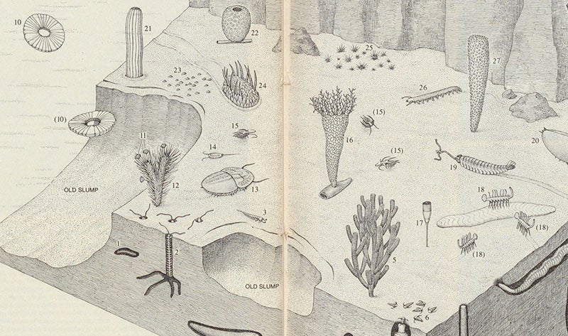 Recreation of the Burgess Shale site, 530 million years ago, a detail of a larger image, restoring to life, among others, Marrela (15); Opabinia (19), Wiwaxia (24), Hallucigenia (18), and Peytoia (10). 