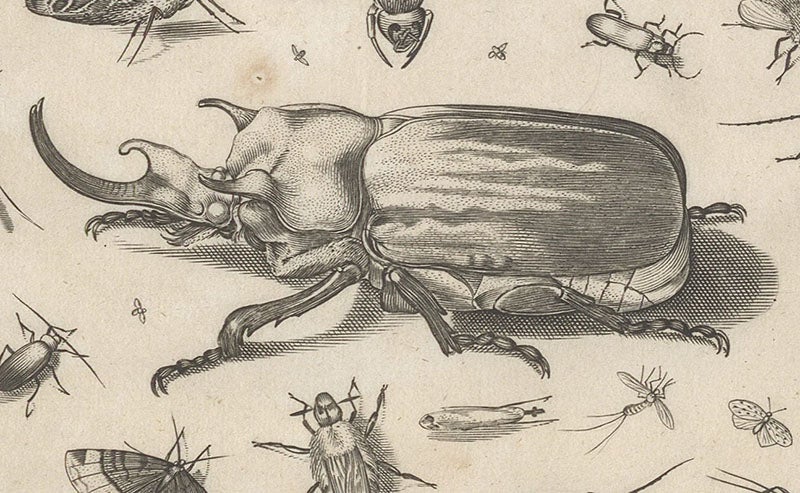Detail of fourth image, Rhinoceros beetle, engraving in Diversae insectarum volatilium icones ad vivum accuratissime depictae, by Jacob Hoefnagel, plate 7, 1630 (Linda Hall Library)