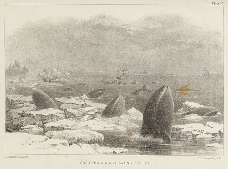 Grey whales in ice, lithograph from drawing by Charles Scammon, in his <i>Marine Mammals</i>, 1874 (Linda Hall Library)