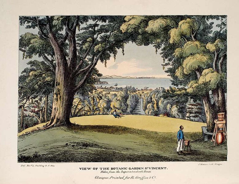 SP Lothia Collection