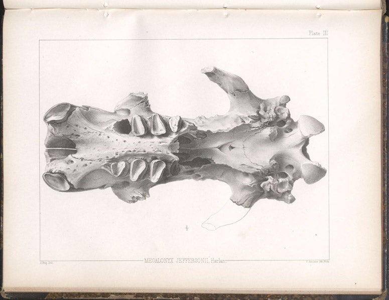 Jaw of Megalonyx jeffersonii, lithograph in A Memoir on the Extinct Sloth Tribe of North America, by Joseph Leidy, plate 3, 1855 (Linda Hall Library) 