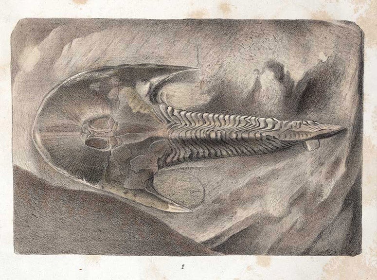 An amored fish, hand-colored lithograph, Recherches sur les poissons fossils: Atlas, by Louis Agassiz, plate 1a, vol. 2, 1833-43 (Linda Hall Library)