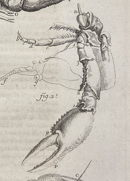 A regenerated crayfish claw, detail of third image, from René-Antoine Ferchault de Réaumur, “Sur les diverses reproductions qui se font dans les Ecrevisses …,” Histoire de l’Académie Royale des Sciences, avec les Memoires … année 1712, plate 12, p. 246, publ. 1714 (Linda Hall Library)