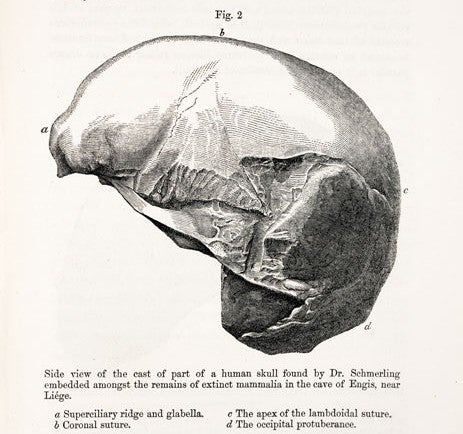 Skull found in the cave of Engis. Image source: Lyell, Charles. The Geological Evidences of the Antiquity of Man. London: J. Murray, 1863, p. 81.