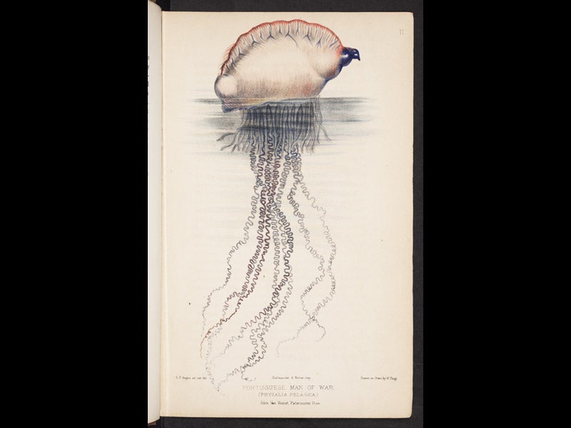 1113_003, 1/26/18, 3:30 PM,  8C, 5092x8000 (522+0), 100%, Custom,  1/60 s, R68.1, G55.9, B67.0