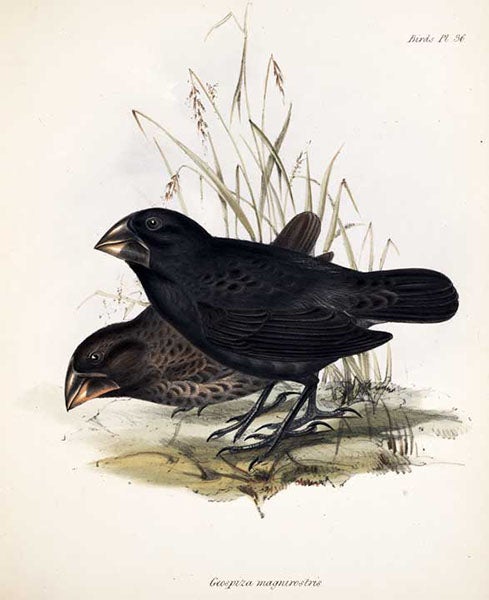 Galapagos ground finches, hand-colored lithograph by Elizabeth Gould, The Zoology of the Voyage of HMS Beagle, by Charles Darwin, volume 3, 1841 (Linda Hall Library)
